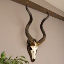 Kudu Antilope Schädeltrophäe Schädel...