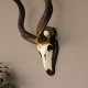 Kudu Antilope Schädeltrophäe Schädel Afrika  Trophäe Hornlänge 107 cm Deko auf Trophäenschild