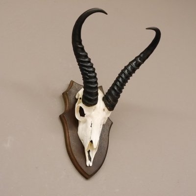 Springbock Antilope Troph&auml;e Sch&auml;deltroph&auml;e HL 34 cm Deko auf Troph&auml;enschild 