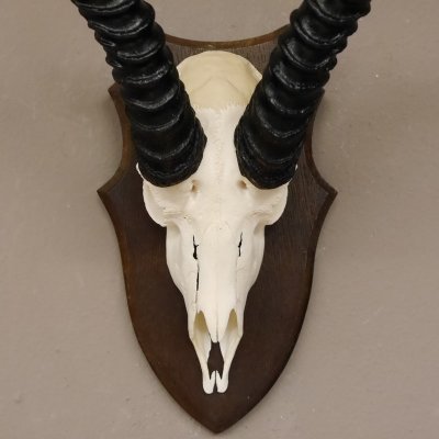 Springbock Antilope Troph&auml;e Sch&auml;deltroph&auml;e HL 34 cm Deko auf Troph&auml;enschild