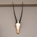 Oryx (Oryx gazella) Antilope Spießbock Afrika Schädeltrophäe Hornlänge 86 cm auf Trophäenschild