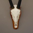 Oryx (Oryx gazella) Antilope Spießbock Afrika Schädeltrophäe Hornlänge 86 cm auf Trophäenschild