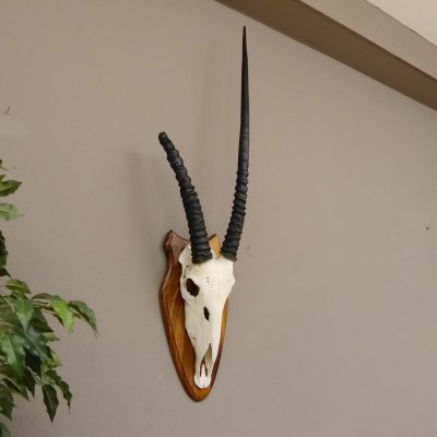Oryx (Oryx gazella) Antilope Spie&szlig;bock Afrika Sch&auml;deltroph&auml;e Hornl&auml;nge 87 cm auf Troph&auml;enschild