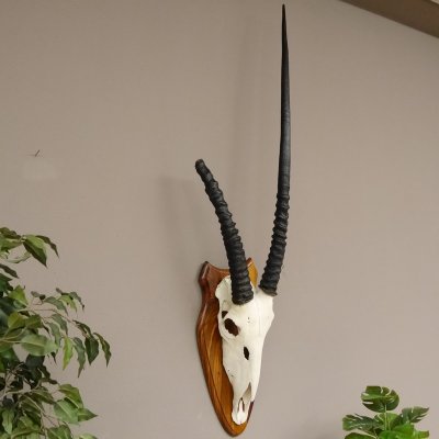 Oryx (Oryx gazella) Antilope Spie&szlig;bock Afrika Sch&auml;deltroph&auml;e Hornl&auml;nge 87 cm auf Troph&auml;enschild