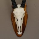 Oryx (Oryx gazella) Antilope Spießbock Afrika Schädeltrophäe Hornlänge 87 cm auf Trophäenschild