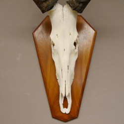 Hartebeest Kuhantilope Schädeltrophäe HL 49 cm mit ganzer Nase Afrika Antilope Schädel Trophäe Deko auf Trophäenschild
