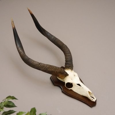 Nyala Sch&auml;deltroph&auml;e Antilope Afrika mit ganzer Nase Hornl&auml;nge 60 cm auf Troph&auml;enschild