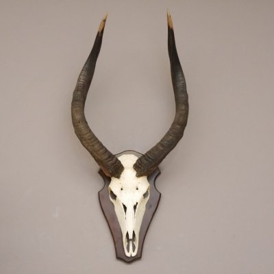 Nyala Sch&auml;deltroph&auml;e Antilope Afrika mit ganzer Nase Hornl&auml;nge 60 cm auf Troph&auml;enschild