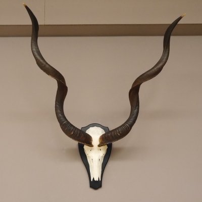 Kudu Antilope Sch&auml;deltroph&auml;e Sch&auml;del Afrika Troph&auml;e Hornl&auml;nge 128 cm Deko auf Troph&auml;enschild