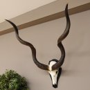 Kudu Antilope Schädeltrophäe Schädel Afrika Trophäe Hornlänge 128 cm Deko auf Trophäenschild