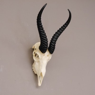 Springbock Antilope Troph&auml;e Sch&auml;deltroph&auml;e mit ganzer Nase und ganzem Oberkiefer HL 29,5 cm Deko