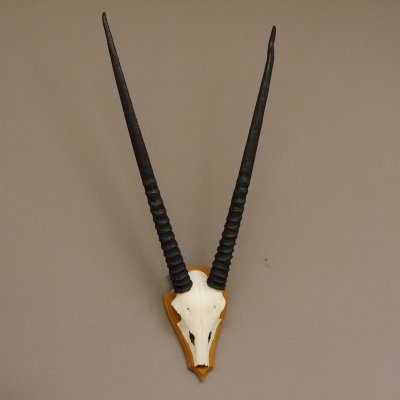 Oryx (Oryx gazella) Antilope Spie&szlig;bock Afrika Sch&auml;deltroph&auml;e Hornl&auml;nge 75 cm auf Troph&auml;enschild