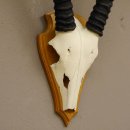 Oryx (Oryx gazella) Antilope Spießbock Afrika Schädeltrophäe Hornlänge 75 cm auf Trophäenschild
