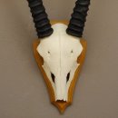 Oryx (Oryx gazella) Antilope Spießbock Afrika Schädeltrophäe Hornlänge 75 cm auf Trophäenschild