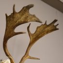 Damhirsch Dam Hirsch Geweih ganzer Nase und Oberkiefer Hirschgeweih Höhe 64 cm