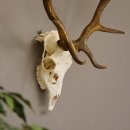 Damhirsch Dam Hirsch Geweih ganzer Nase und Oberkiefer Hirschgeweih Höhe 64 cm