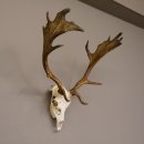 Damhirsch Dam Hirsch Geweih ganzer Nase und Oberkiefer Hirschgeweih Höhe 64 cm