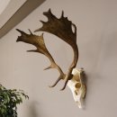 Damhirsch Dam Hirsch Geweih ganzer Nase und Oberkiefer Hirschgeweih Höhe 64 cm