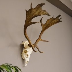 Damhirsch Dam Hirsch Geweih ganzer Nase und Oberkiefer Hirschgeweih Höhe 64 cm