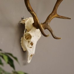 Damhirsch Dam Hirsch Geweih ganzer Nase und Oberkiefer Hirschgeweih Höhe 64 cm