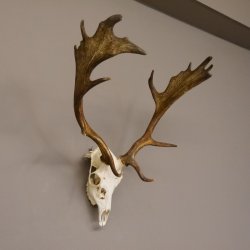 Damhirsch Dam Hirsch Geweih ganzer Nase und Oberkiefer Hirschgeweih Höhe 64 cm