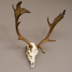 Damhirsch Dam Hirsch Geweih ganzer Nase und Oberkiefer Hirschgeweih Höhe 64 cm