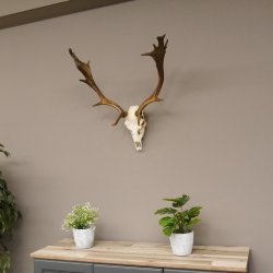 Damhirsch Dam Hirsch Geweih ganzer Nase und Oberkiefer Hirschgeweih Höhe 64 cm