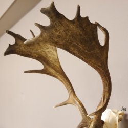 Damhirsch Dam Hirsch Geweih ganzer Nase und Oberkiefer Hirschgeweih Höhe 64 cm