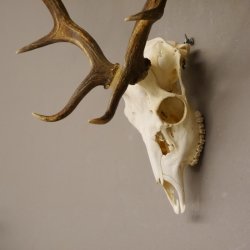 Damhirsch Dam Hirsch Geweih ganzer Nase und Oberkiefer Hirschgeweih Höhe 64 cm