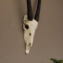 starke Oryx (Oryx gazella) Antilope Spie&szlig;bock Afrika Sch&auml;deltroph&auml;e Hornl&auml;nge 82 cm #88.3.72