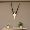 starke Oryx (Oryx gazella) Antilope Spießbock Afrika Schädeltrophäe Hornlänge 82 cm #88.3.72