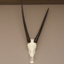 starke Oryx (Oryx gazella) Antilope Spießbock Afrika Schädeltrophäe Hornlänge 82 cm #88.3.72