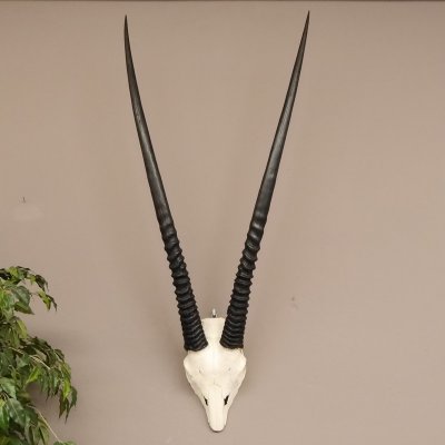Oryx (Oryx gazella) Antilope Spie&szlig;bock Afrika Sch&auml;deltroph&auml;e Hornl&auml;nge 94 cm #88.3.73