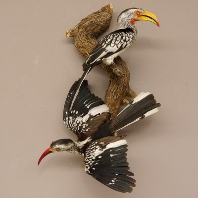 1 Toko Paar auf Ast Rotschnabeltoko und südlicher Gelbschnabeltoko Vogel Präparat Tierpräparat