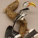 1 Toko Paar auf Ast Rotschnabeltoko und südlicher Gelbschnabeltoko Vogel Präparat Tierpräparat