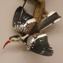 1 Toko Paar auf Ast Rotschnabeltoko und südlicher Gelbschnabeltoko Vogel Präparat Tierpräparat