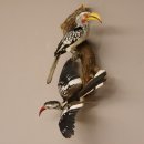 1 Toko Paar auf Ast Rotschnabeltoko und südlicher Gelbschnabeltoko Vogel Präparat Tierpräparat