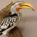 1 Toko Paar auf Ast Rotschnabeltoko und südlicher Gelbschnabeltoko Vogel Präparat Tierpräparat