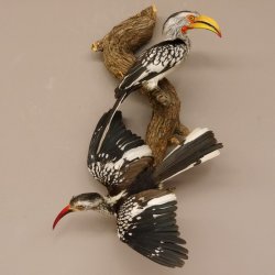 1 Toko Paar auf Ast Rotschnabeltoko und südlicher Gelbschnabeltoko Vogel Präparat Tierpräparat