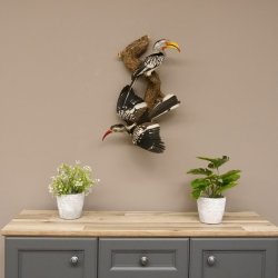 1 Toko Paar auf Ast Rotschnabeltoko und südlicher Gelbschnabeltoko Vogel Präparat Tierpräparat