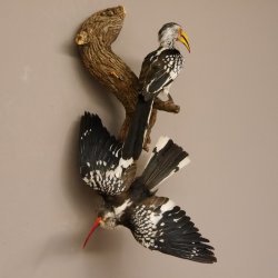 1 Toko Paar auf Ast Rotschnabeltoko und südlicher Gelbschnabeltoko Vogel Präparat Tierpräparat