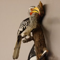 1 Toko Paar auf Ast Rotschnabeltoko und südlicher Gelbschnabeltoko Vogel Präparat Tierpräparat