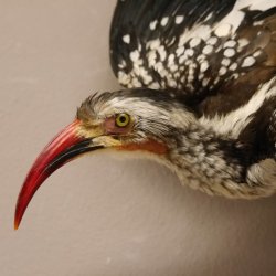 1 Toko Paar auf Ast Rotschnabeltoko und südlicher Gelbschnabeltoko Vogel Präparat Tierpräparat