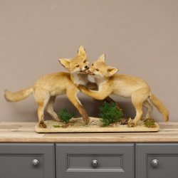 2 Stück Jungfüchse spielend präpariert auf Dekoplatte Jungfuchs Rotfuchs Fuchs Präparat taxidermy Deko