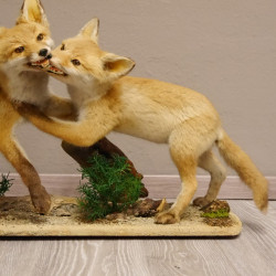 2 Stück Jungfüchse spielend präpariert auf Dekoplatte Jungfuchs Rotfuchs Fuchs Präparat taxidermy Deko