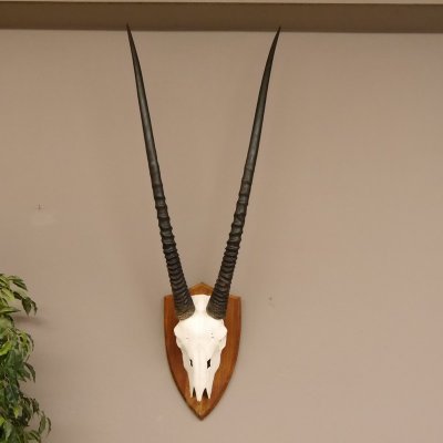 Oryx (Oryx gazella) Antilope Spießbock Afrika Schädeltrophäe Hornlänge 97 cm #88.3.74