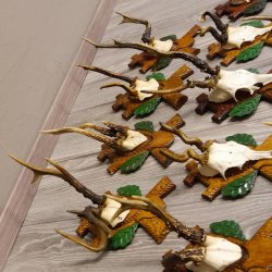 ABNORMITÄTEN 13 Stück abnormale Rehgeweihe ABNORM Rehbock Reh Bock Geweihe auf geschnitzte Trophäenschilder #22.977