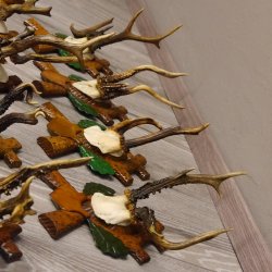 ABNORMITÄTEN 13 Stück abnormale Rehgeweihe ABNORM Rehbock Reh Bock Geweihe auf geschnitzte Trophäenschilder #22.977