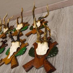 ABNORMITÄTEN 13 Stück abnormale Rehgeweihe ABNORM Rehbock Reh Bock Geweihe auf geschnitzte Trophäenschilder #22.977