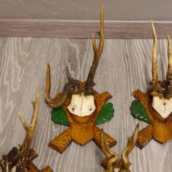 ABNORMITÄTEN 13 Stück abnormale Rehgeweihe ABNORM Rehbock Reh Bock Geweihe auf geschnitzte Trophäenschilder #22.977